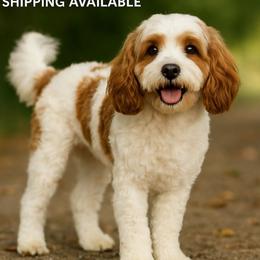Jasper - Cavapoo