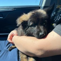 Pink Collar Female - Avril - Sable female German Shepherd puppy in Adelanto, California from Würdighaus Kennels