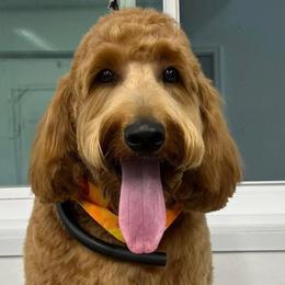 Golden Retriever and Poodle Puppies from Elliott's Elite Puppies