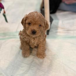 Boy 1 - Cream male Cockapoo puppy in Colorado from Garrett Doodles