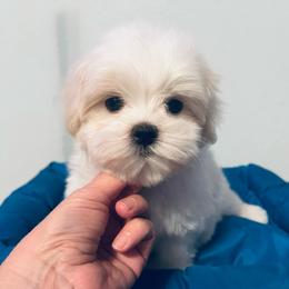 Larger Boy - White and tan male Maltese puppy in Nuevo, California from Validian Maltese