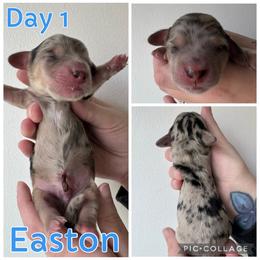 Easton - Dapple male Dachshund puppy in Michigan from M.H.P Dachshunds