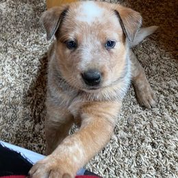 Australian Cattle Dogs from Back Country Cattle dogs
