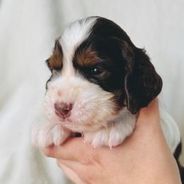 Bronco - Liver white and tan male English Springer Spaniel puppy in Casa Grande, Arizona from The Spaniel Garden