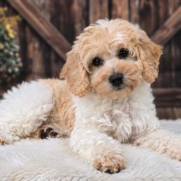 Ladybug - Parti female Goldendoodle puppy in Eugene, Oregon from Oregon's Oodles of poodles & doodles