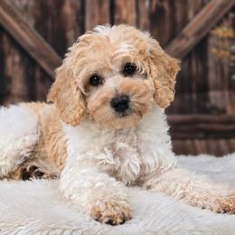 Ladybug - Parti female Goldendoodle puppy in Eugene, Oregon from Oregon's Oodles of poodles & doodles