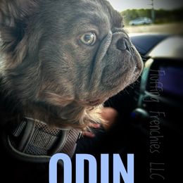 ODIN - French Bulldog