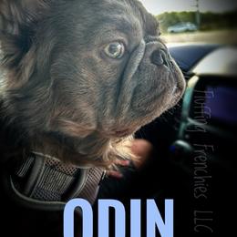 ODIN - French Bulldog