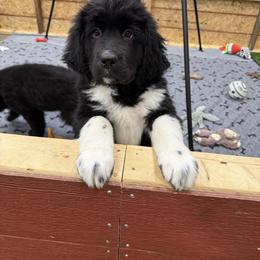 Bingo - White and black female Newfoundland puppy in Goodhue, Minnesota from Claypits Newfoundlands
