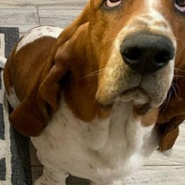 Basset Hounds from Long and Low Bassets