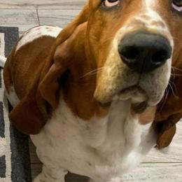 Basset Hounds from Long and Low Bassets