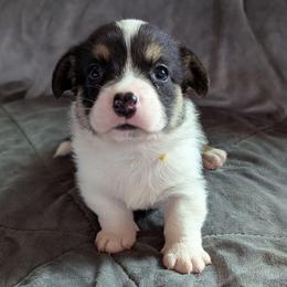 AKC Cardigan Boy 'Scout - Black and white male Cardigan Welsh Corgi puppy in Tombstone, Arizona from WeVolution Off-Grid