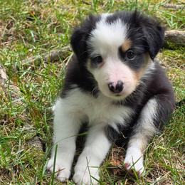 Aegon - Tri-color male Border Collie puppy in Watsontown, Pennsylvania from Kate Gresham