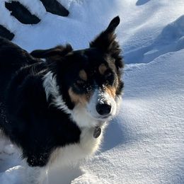 Border Collies from Champion Farms