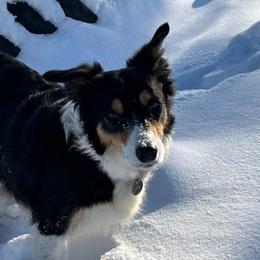 Border Collies from Champion Farms