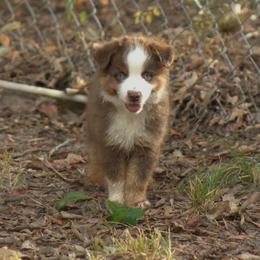 Miniature Australian Shepherd Puppies from MAC's Cirkles 8 Aussies