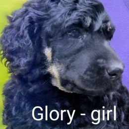 Poodle Puppies from Adventure Abounds Standards