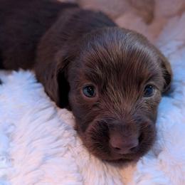 Yule 2000 - Chocolate male Dachshund puppy in Sonora, Kentucky from Maple Hill Miniature Dachshunds