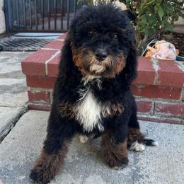 Luna - Tri-color female Bernedoodle puppy in Los Angeles, California from Bernied00dle Love
