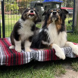 Australian Shepherd Puppies from Mtn Hollow