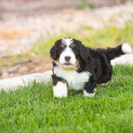 Bernedoodle and Goldendoodle Puppies from Sunnydoodle Utah