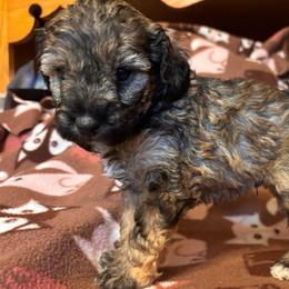 Dandelion - Sable male Schnoodle puppy in Colorado Springs, Colorado from Spice Mountain Puppies
