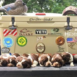 English Springer Spaniel Puppies from Roan Creek Kennels