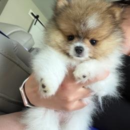 Pomeranian puppies from Luxe Legacy Pomeranians