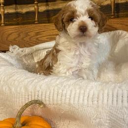 Chai - Parti female Poodle puppy in Ephrata, Pennsylvania from Ella’s Cottage Poodles