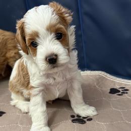 Freddie - Blenheim male Cavapoo puppy in South Jordan, Utah from Simply Sweet Paws. LLC