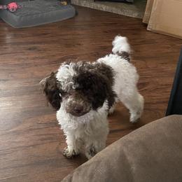Frodo - Poodle