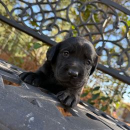 Girl 1 - Black female Labrador Retriever puppy in South Carolina from Southern Pine Labradors