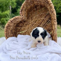 Lisa Marie Tri Color - Tri-color female Bernedoodle puppy in Grove, Oklahoma from Guinn Family Farms