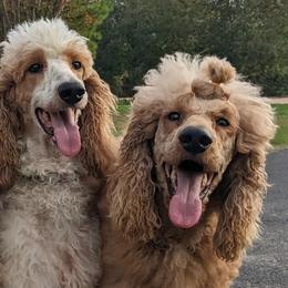 Poodles from Celestial Jewels Poodles