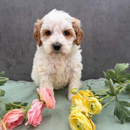 Facebook - Caramel cream female Australian Labradoodle puppy in Denton, Texas from Liberty Hill Labradoodles