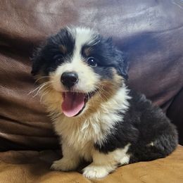 Gristletoe Joe - Black and tan male Pembroke Welsh Corgi puppy in Castle Rock, Washington from Heckman Corgis