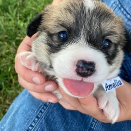 Pembroke Welsh Corgi Puppies from Red Wagon Farm