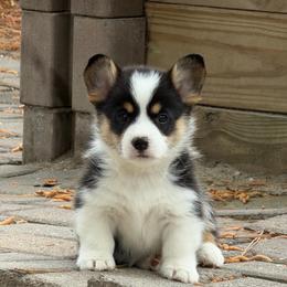 Emerald Isle - Black and tan male Pembroke Welsh Corgi puppy in Salisbury, Maryland from Coastal Corgis