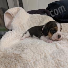 Pink - Black tan and white female Beagle puppy in Vallejo, California from Tailwindfarm