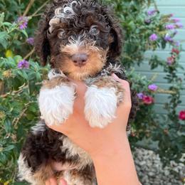 John - Chocolate merle male Bernedoodle puppy in Caldwell, Idaho from Treasure Valley Poodles