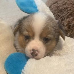 Scamp - Blue merle and white male American Corgi puppy in Decatur, Texas from Bar S Corgis