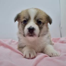 Titus - Sable female Pembroke Welsh Corgi puppy in Alvin, Texas from Cottonwood Corgis