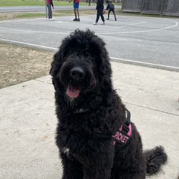 Cricket - Goldendoodle