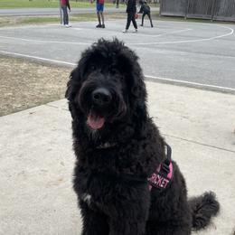 Cricket - Goldendoodle