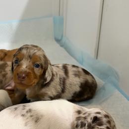 Joey - Dapple male Dachshund puppy in Sterling, Colorado from Country Chics Doxies