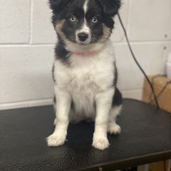 Sporty Mix Puppies from Ebonheart Kennel