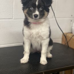 Sporty Mix Puppies from Ebonheart Kennel