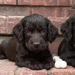 Boykin Spaniels from Redhill Boykin Spaniels