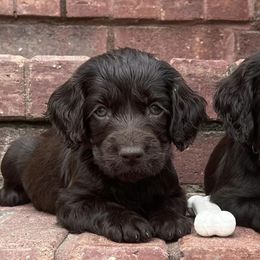 Boykin Spaniels from Redhill Boykin Spaniels