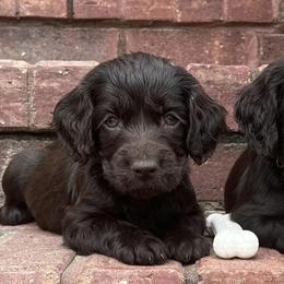 Boykin Spaniels from Redhill Boykin Spaniels